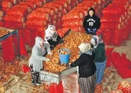 Başkan Recep Tayyip Erdoğanın patates, soğan ve pirinç kararı, çiftçiyi sevindirdi