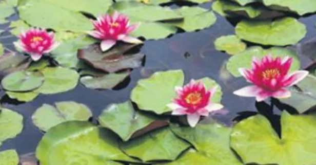 Bu nilüferleri koparmanın cezası 146 bin lira!
