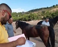 CHP’li İBB’nin emekliye ayırmak üzere aldığı atları köy işlerine verdiği ortaya çıktı