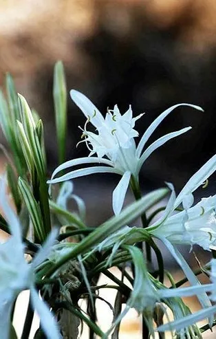 Nesli tükenme tehlikesi altında olan 'kum zambağı'nı koparmanın cezası 120 bin TL