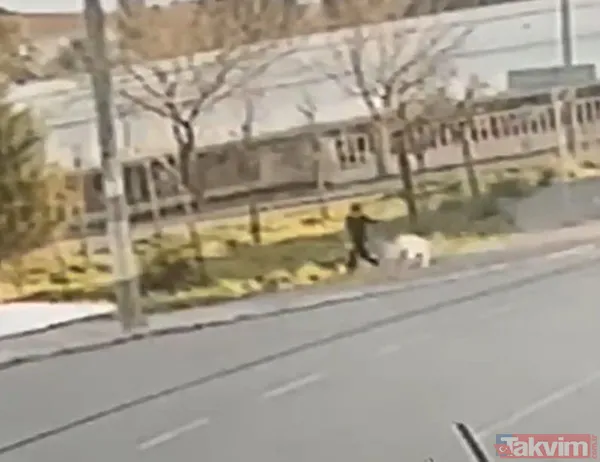 Peş peşe sokak köpeği saldırıları! İzmir ve Erzurum'dan şok görüntüler - 1