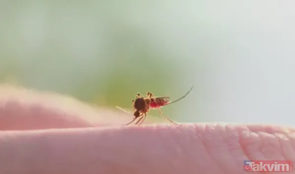 Yazın sivri sinek ısırmaları şüphesiz başımızın belası.