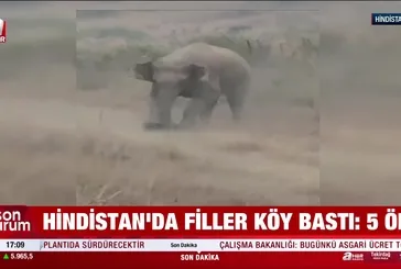 Hindistan'da filler köy bastı: 5 ölü!
