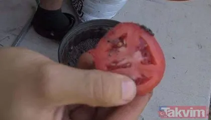 Youtube fenomeni domatesleri saksının içine tek tek böyle dizdi ve 10 gün bekledi! Sonrasında bakın ne oldu