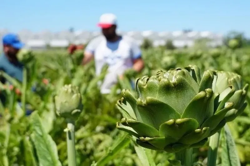Yetiştiren paraya para demiyor: Altın yanında solda sıfır kalır! Tarlada 25 TL, tabakta 350 TL'den satılıyor!-10
