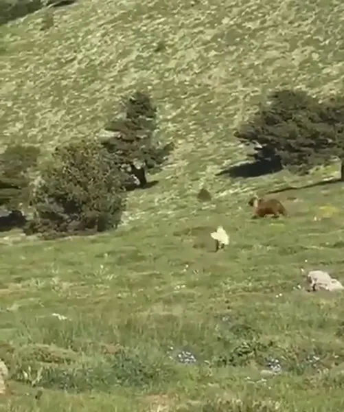 kangal-kopegi-koyun-surusune-yaklasan-ayiyi-kovaladi-1654174735822.jpg