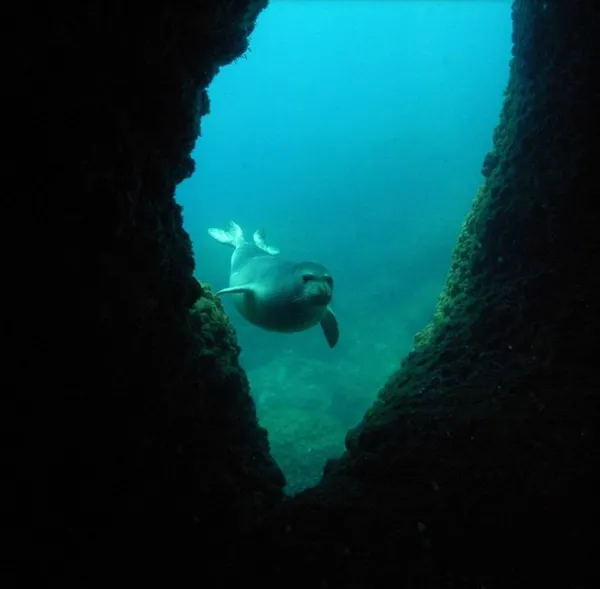 nesli-tukenme-tehlikesi-altinda-akdeniz-fokunun-dogum-ani-ilk-kez-kayit-altinda-1649578687472.jpg Nesli tükenme tehlikesi altında! Akdeniz fokunun doğum anı ilk kez görüntülendi-7