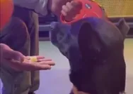 CHPli Aykut Erdoğdu paylaştığı köpek videosu ile haddini aştı! Tayyip Erdoğan ölsün istiyorum