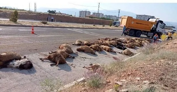 Malatya’da yolcu otobüsü sürüye daldı: 60 koyun öldü