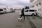 Türkiye şampiyonu köpeği çalan zanlılar yakalandı!