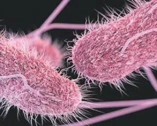 Mutfaktaki tehlike Salmonella