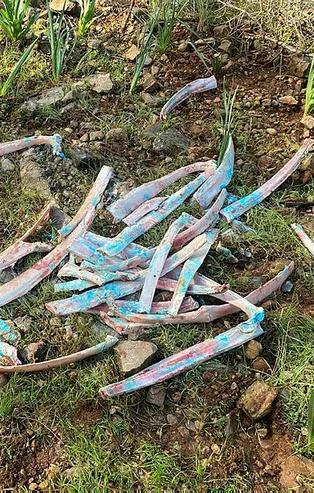 Muğla'da zehirli kemik paniği! Ormanlık alanda bulundu