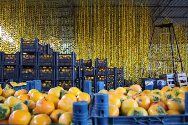 yeni-sari-altin-cennet-hurmasi-dalinda-kilosu-3-lira-kurutup-40-liradan-satiyorlar-1635764055191.jpg Yeni sarı altın: Cennet hurması! Dalında kilosu 3 lira kurutup 40 liradan satıyorlar-11