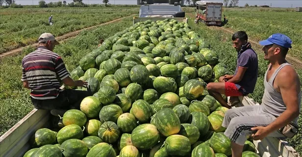 Adana karpuzu tarlada 1 lıra