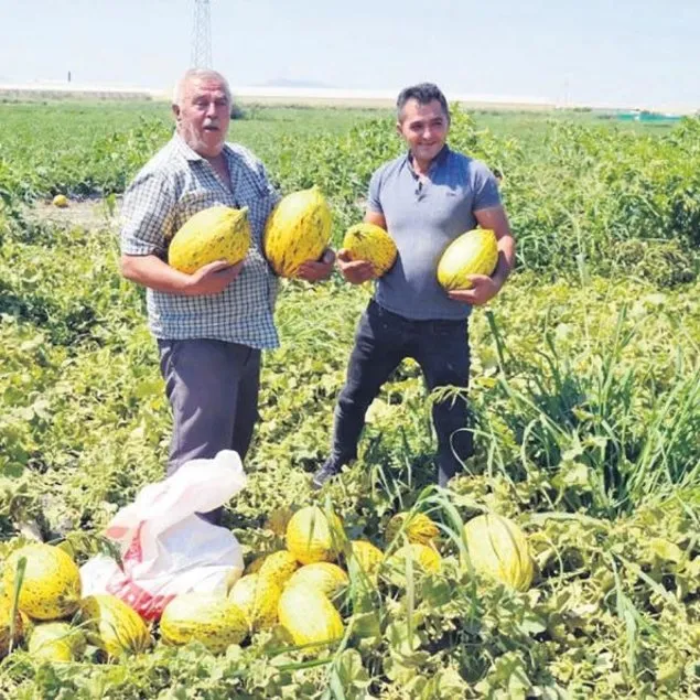 Aracıya kızdı bedava dağıttı