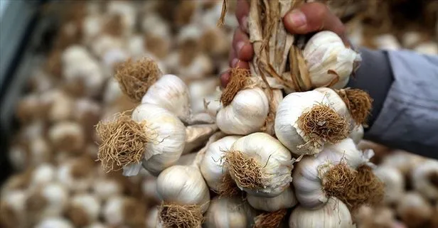 Alzheimera sarımsak