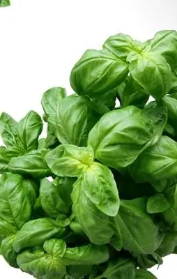 Kokusunda mutluluk var