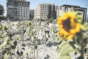 Deprem felaketinin ardından kuruyemişçi enkazında ayçiçekleri yeşerdi!