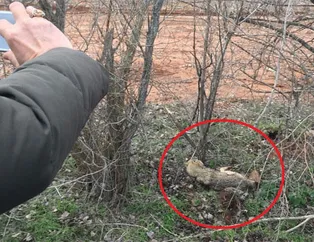 Yer: Çankırı... Kimse yanına yaklaşamadı!