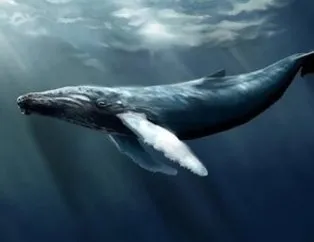 150 gencin intiharında ’mavi balina’ şüphesi!