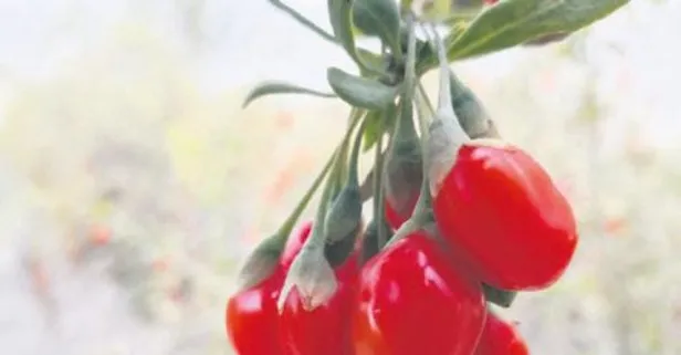 Aksaray’dan Oscarlık ihracat