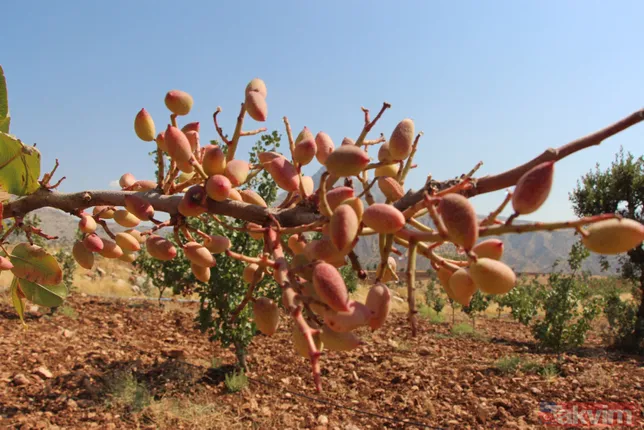 Bir dönem PKK'nın yuvalandığı Gabar ve Cudi dağlarında artık terörist değil fıstık yetişiyor