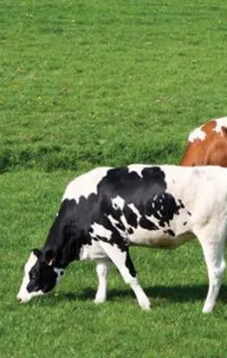 Doğu ve Güneydoğu için yeni eylem planı