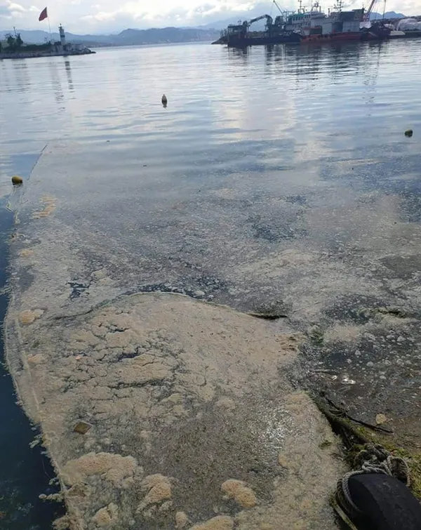 son-dakika-marmara-denizinden-sonra-karadenizde-de-musilaj-deniz-salyasi-goruldu-uzmanlar-uyardi-boyle-giderse-kaplanir-1623048494454.jpg SON DAKİKA: Marmara Denizi'nden sonra Karadeniz'de de müsilaj (deniz salyası) görüldü! Uzmanlar uyardı: Böyle giderse kaplanır-2