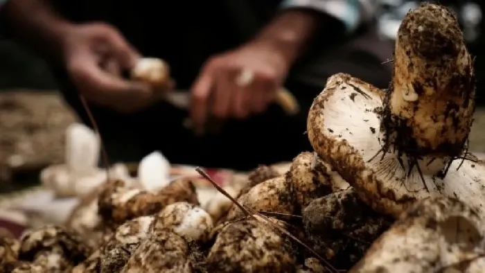 Deli gibi satıyor! Köylüler milyonlar kazanıyor! Japonlar sırada bekliyor-5