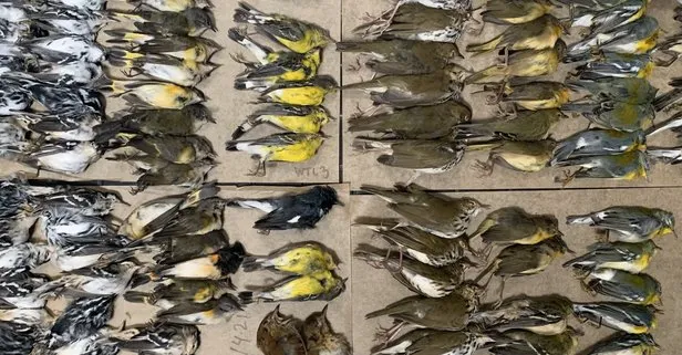 New York’ta yüzlerce kuş gökdelenlere çarparak yaşamını yitirdi