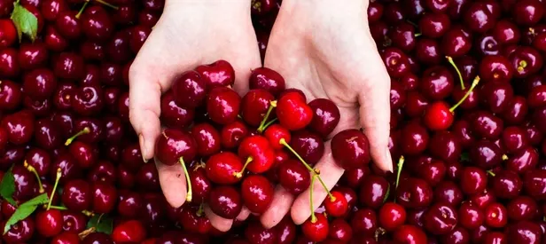 turk kirazi avrupa nin zirvesinde takvim