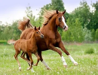 Rüyada at görmek ne anlama gelir? Rüyada kahverengi, siyah, beyaz at görmek neye işarettir? Rüyada koşan at görmek nasıl yorumlanır?