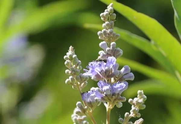 Hayıt otunun faydaları saymakla bitmiyor ama erkekler dikkatli tüketmeli-8