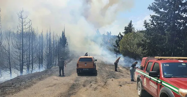 İzmir’de orman yangını