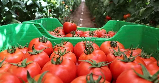 Gölhisar’da örtü altı hasadına başlanan yayla domatesine talep arttı
