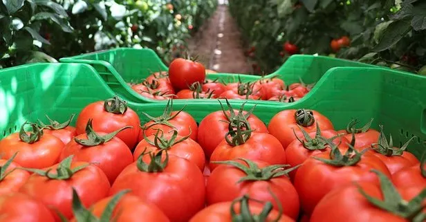 Burdur'daki yayla domatesine talep arttı