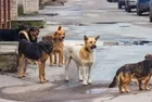 4 bakanlıktan kapsamlı çalışma! Başıboş sokak köpekleri sorununun çözümü için yasa tasarısı yolda: Tarih belli oldu | İngiltere modeli mi gelecek?