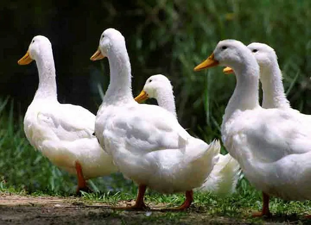 Ördek avcılarına 17 bin lira ceza