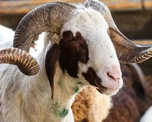 Kurban kesimi tebliği yayımlandı