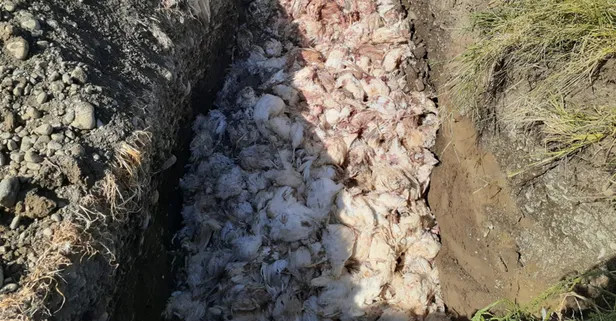 Elektrikler kesilince 2 bin 450 tavuk telef oldu