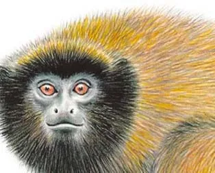 Yeni maymun türü bulundu