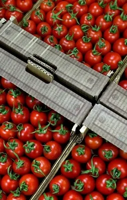 Rusya'dan beklenen domates müjdesi geldi