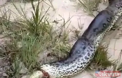 Duvarın içinden gelen seslerden ilallah etti sonunda paramparça etti! Gördükleri karşısında kalbi yerinden çıkacaktı - 19