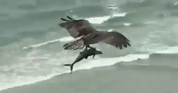 Köpek balığı avlayan balık kartalının görüntüsü hayretler içinde bıraktı!