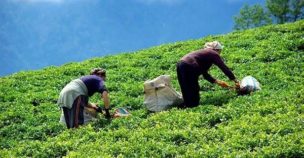Çay üreticilerinin beklediği haber geldi! Artık memleketlerine dönüş yapabilecekler