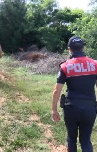 Pendik'te ormanlık alanın yakınlarındaki arazide 17 köpek ölüsü buldu
