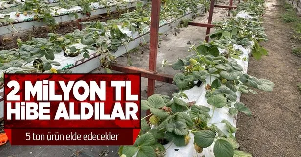 1,8 milyon lira hibe aldılar! Giresun’da topraksız çilek üretiminden 4-5 ton verim bekleniyor