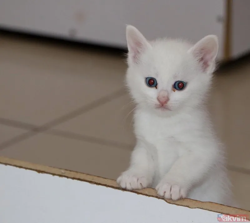 Van Kedi Villası’nda 100 yeni Van kedisi dünyaya geldi Galeri Takvim