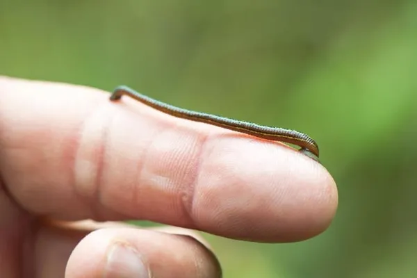Demi Moore,Victoria Beckham, Almeda Abazi... Ünlüler, şimdi de sülük tedavisi için sıraya girdi:-3