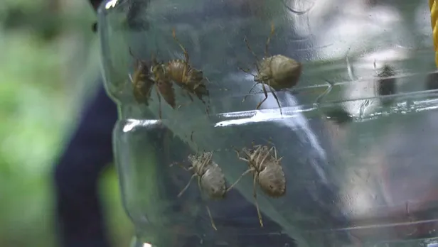 kadikoyu-istila-etmislerdi-eger-oldurulurse-kokudan-durulmuyor-yasarsa-yok-ediyor-1603352153173.jpg Korkutan istila! Eğer öldürülürse kokudan durulmuyor, yaşarsa her şeyi yok ediyor...-2